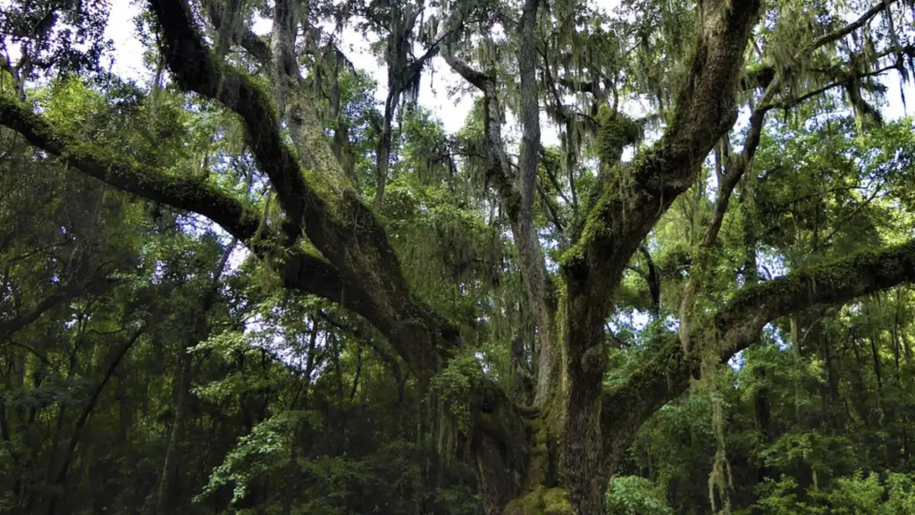 It has stood for hundreds of years, its thick branches reaching the ground at times, draped with the familiar Spanish moss. Read more ...